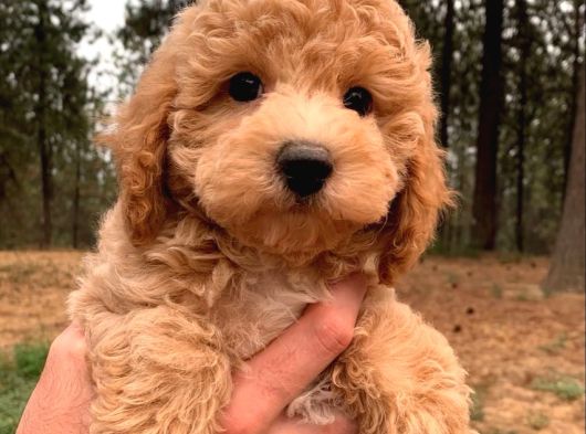 Apricot Pooddle