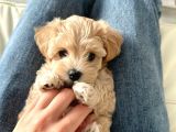 Apricot Pooddle