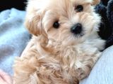 Apricot Pooddle