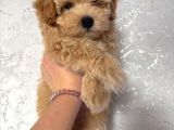 Apricot Pooddle