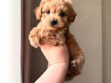 Apricot Pooddle
