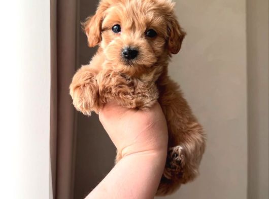 Apricot Pooddle görsel