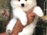 Samoyed Bebeklerimiz