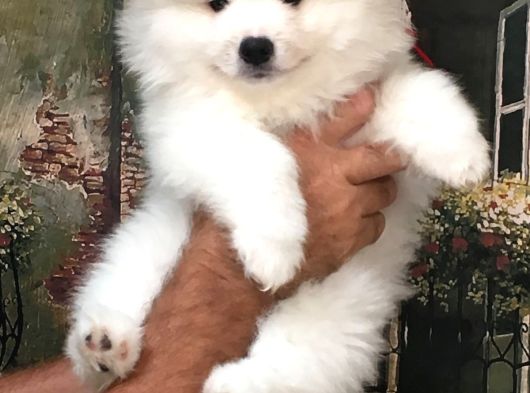 Samoyed Bebeklerimiz görsel
