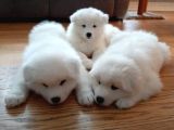 Samoyed Bebeklerimiz