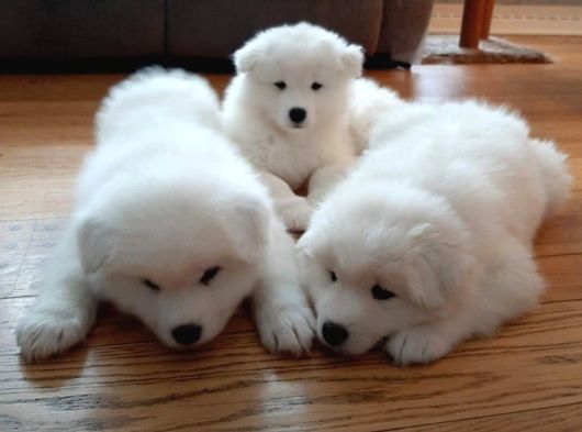 Samoyed Bebeklerimiz görsel