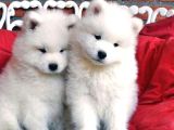 Samoyed bebeklerimiZ
