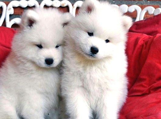 Samoyed Bebeklerimiz