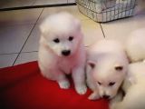 Samoyed Bebeklerimiz