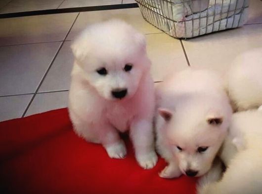 Samoyed Bebeklerimiz görsel