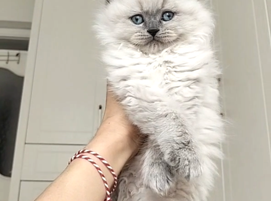 Mükemmel A Kalite British Longhair Yavrularımız görsel