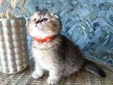 A Kalite Sıfır Kulak Scottish Fold Shorthair Erkek Yavrular