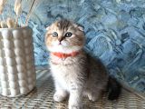A Kalite sıfır kulak scottish Fold shorthair erkek yavrular