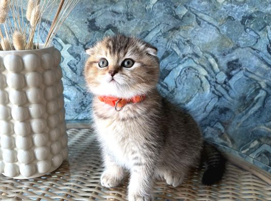A Kalite Sıfır Kulak Scottish Fold Shorthair Erkek Yavrular