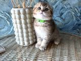 A Kalite Sıfır Kulak Scottish Fold Shorthair Erkek Yavrular