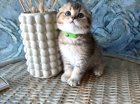 A Kalite Sıfır Kulak Scottish Fold Shorthair Erkek Yavrular görsel