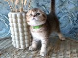 A Kalite Sıfır Kulak Scottish Fold Shorthair Erkek Yavrular