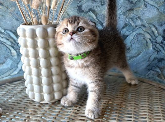 A Kalite Sıfır Kulak Scottish Fold Shorthair Erkek Yavrular görsel