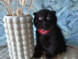 A Kalite Sıfır Kulak Scottish Fold Shorthair Erkek Yavrular