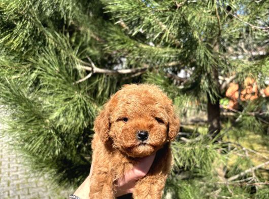 A kalite red Toy poodle yavrular