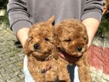 A Kalite Red Toy Poodle Yavrular
