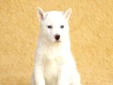 Masmavi Gözlü Husky Yavru