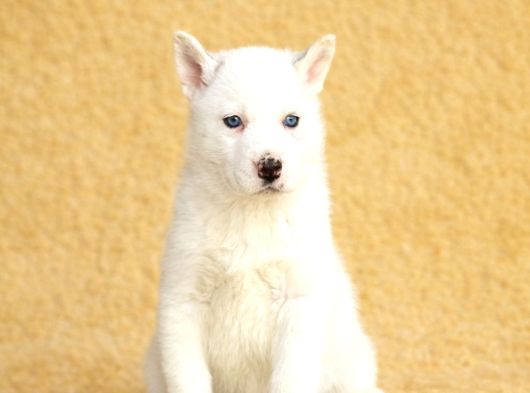 Masmavi Gözlü Husky Yavru görsel