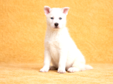 Masmavi gözlü husky yavru