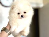 Teacup Erkek Pom Boo