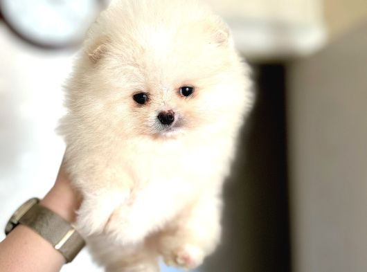 Teacup Erkek Pom Boo görsel