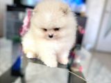 Teacup Erkek Pom Boo