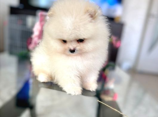 Teacup Erkek Pom Boo görsel