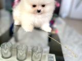Teacup Erkek Pom Boo