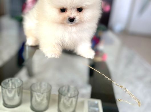 Teacup Erkek Pom Boo görsel