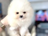 Teacup Erkek Pom Boo