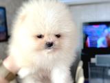Teacup erkek pom boo