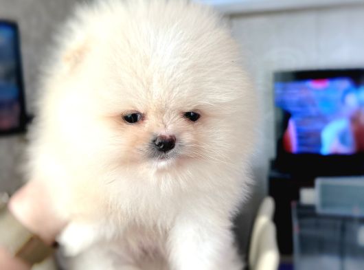 Teacup Erkek Pom Boo