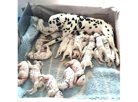 Safkan Aşılı Dalmaçyalı Yavrularımız Teslime Hazırdır görsel