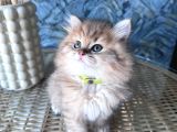 A kalite british Longhair golden black dişi yavru