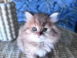 A Kalite British Longhair Golden Black Dişi Yavru