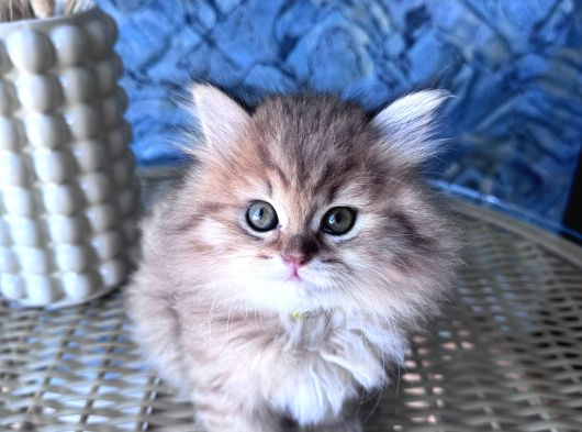 A Kalite British Longhair Golden Black Dişi Yavru görsel