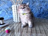 A Kalite British Longhair Golden Black Dişi Yavru