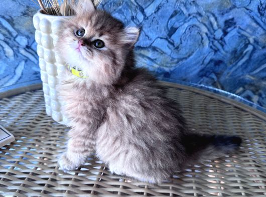 A Kalite British Longhair Golden Black Dişi Yavru görsel