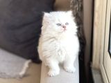 Irkinin En İyi̇si̇ Kusursuz Güzelli̇k Kali̇te Bri̇ti̇sh Longhai̇r