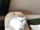 Safkan Bri̇ti̇sh Shorthai̇r Si̇lver Poi̇nt Yavrum