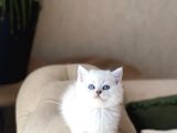 Safkan Bri̇ti̇sh Shorthai̇r Si̇lver Poi̇nt Yavrum