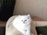 Safkan Bri̇ti̇sh Shorthai̇r Si̇lver Poi̇nt Yavrum