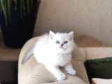 SAFKAN BRİTİSH SHORTHAİR SİLVER POİNT YAVRUM