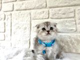Scottish Fold Silver Erkek Topaç Kafa 2 Aylık