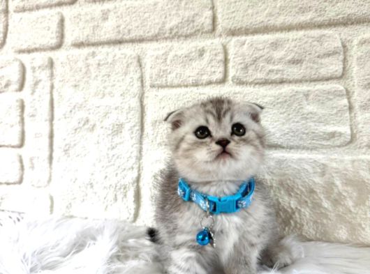 Scottish Fold Silver Erkek Topaç Kafa 2 Aylık görsel